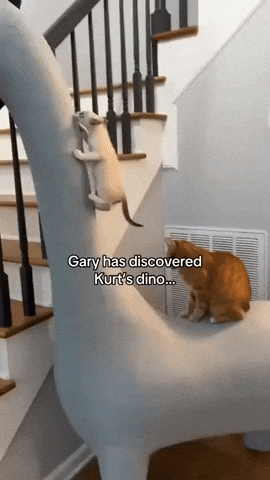 Kingkaps7 GIF