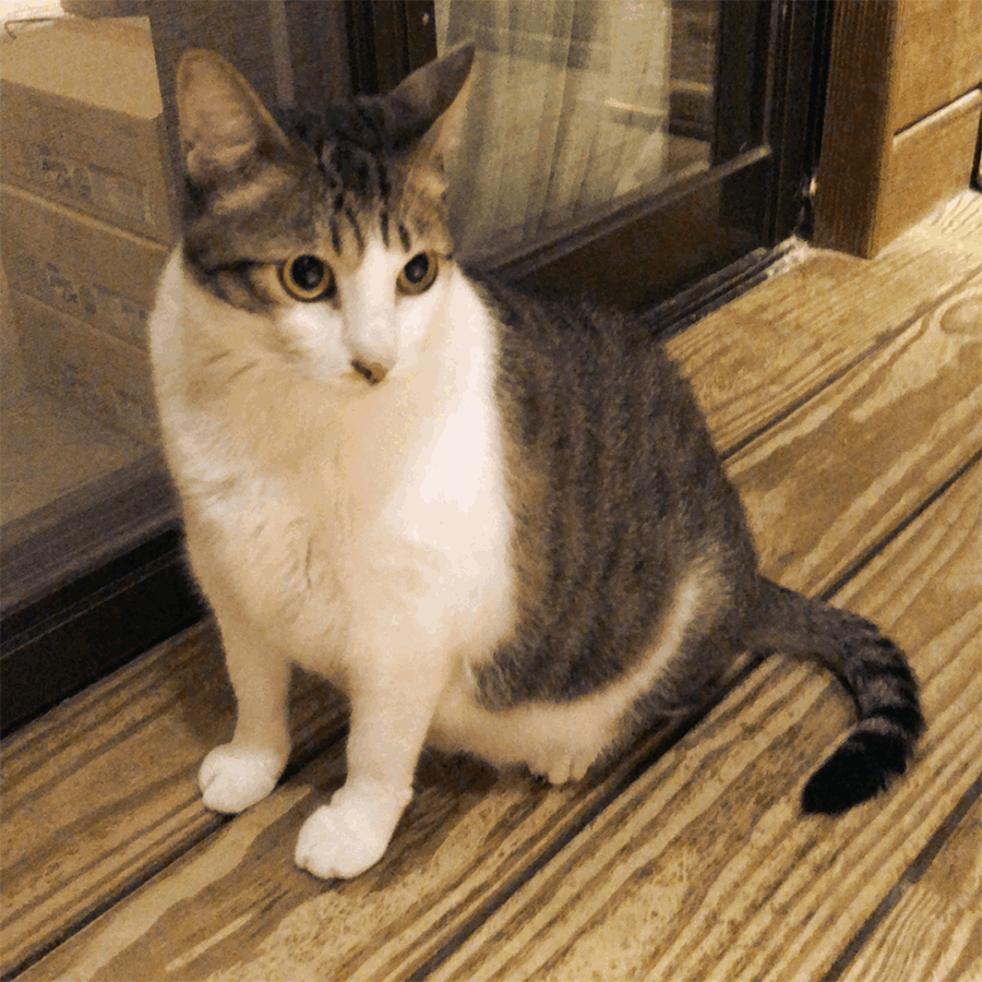 Animated GIF