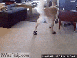 air cone dogs for Dog  GIPHY Share GIFs &  Shoes Find on In