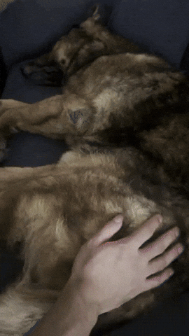 Sweet Dreams Sleeping Dog GIF
