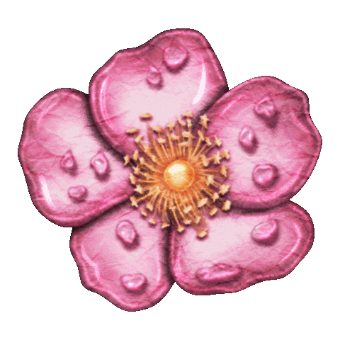 Tigirlily Gold Sticker