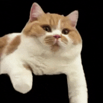 Cat Sleep GIF