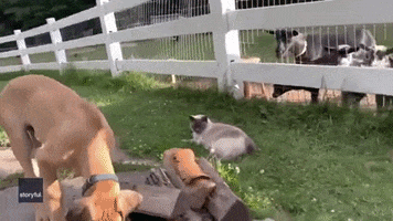 Great Dane Cat GIF by Storyful