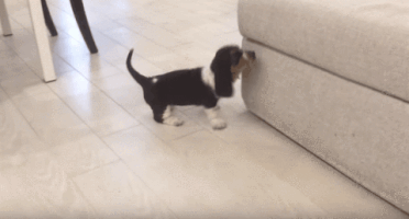 Video gif. Beagle puppy with short, stubby legs tries to climb up a light beige couch that towers over him. As he tries pawing his way up, he ends up losing his balance and topples over backwards. A larger, older beagle comes over to check on him.