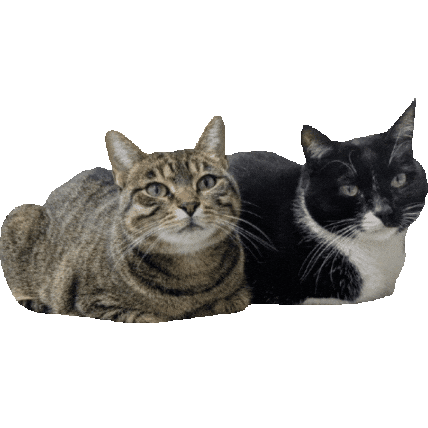 Oscar Castro Ruiz Sticker