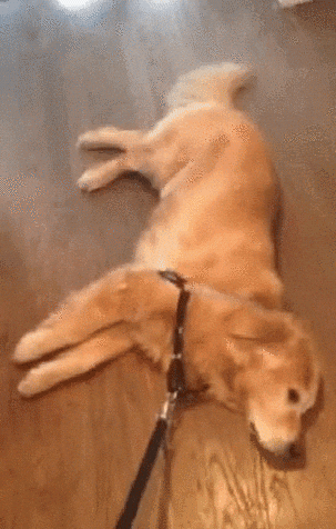 Video gif. Golden retriever on a leash lying on its side, refusing to get up while being dragged across the wood floor.