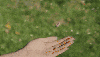 Nature GIF