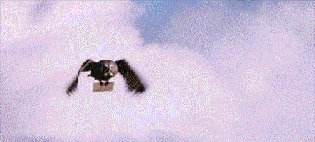 Owl GIF