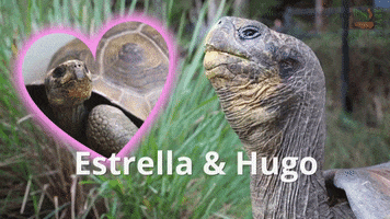 Date Night Tortoise GIF by Storyful