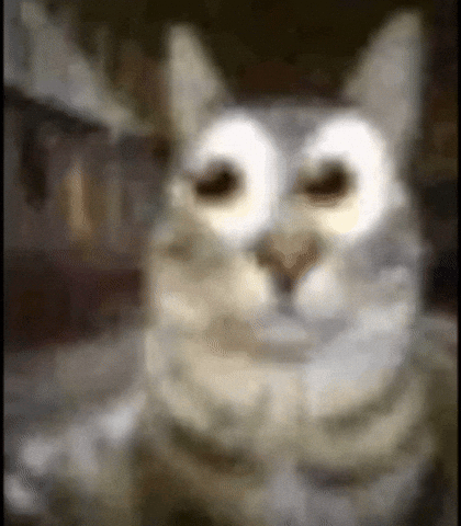 Cat Looking GIF