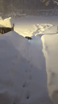 Dog Tracks Through Deep Snow in Buffalo Area