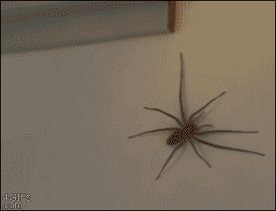 Image result for giant huntsman spider gif