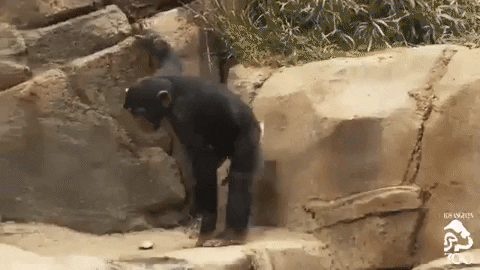 Los Angeles Drinking Gif By Los Angeles Zoo And Botanical Gardens Find Share On Giphy