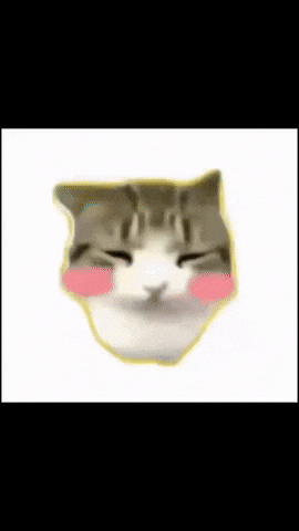 Cat Car GIF