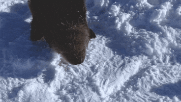 SeaWorld excited snow running sea otter GIF