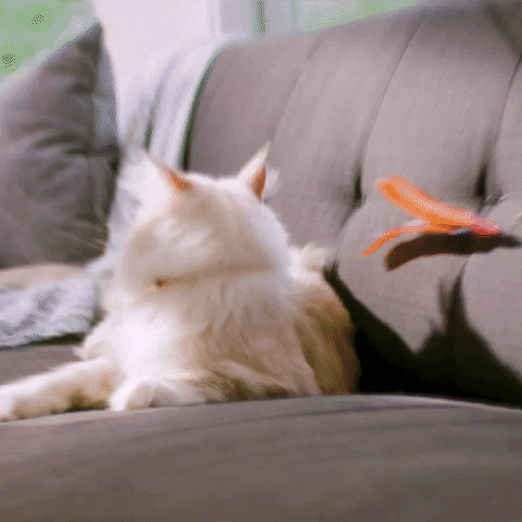 Cats Wow GIF by Hill's Pet Nutrition EMEA