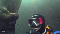 Grey Seal Gently Holds Diver's Hand Close to Chest