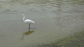 Education Vocabulary GIF by DIIMSA Stock
