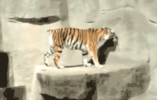 startled tiger GIF