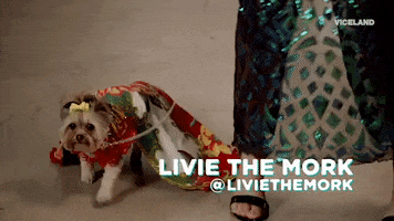 dog GIF by MOST EXPENSIVEST
