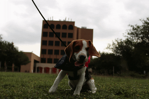 happy dog GIF by The University of Texas Rio Grande Valley