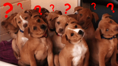 giphy.gif?cid=19f5b51a5c9835a0b45fa3ca53