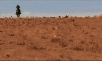 Cat-herders GIFs - Get the best GIF on GIPHY