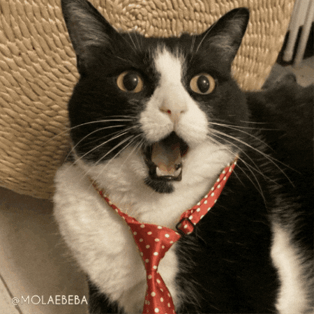 Cat Wow GIF