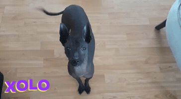 Dog Xoloitzcuintle GIF