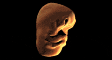 face fetus GIF
