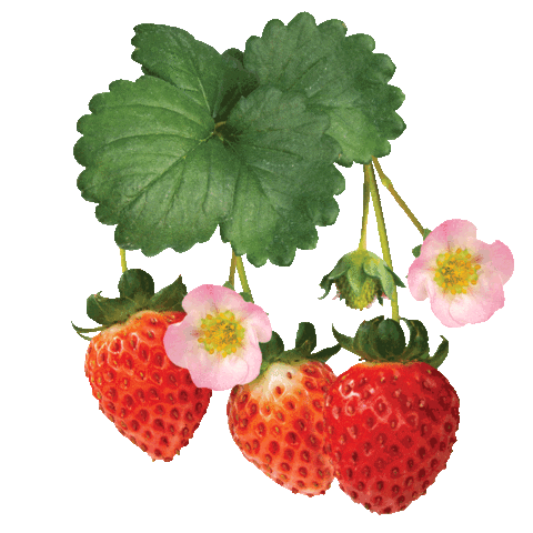 Grow Your Own Strawberry Sticker by Star Roses and Plants