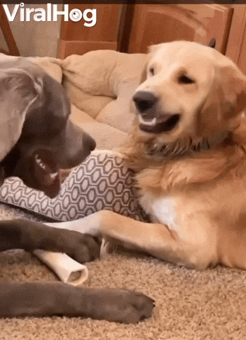 Video gif. Golden retriever peels its lips back and starts snarling at another panting dog in front of it, but stops and turns to us with innocent and sad puppy eyes, then gives a big smile once the camera fully zooms in on its face.