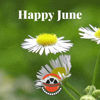 June Happy Summer GIF by Golden Way Media Films