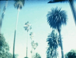 palm trees GIF