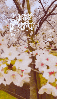 Cherry Blossoms Tree GIF - Cherry Blossoms Tree Pink - Discover & Share GIFs
