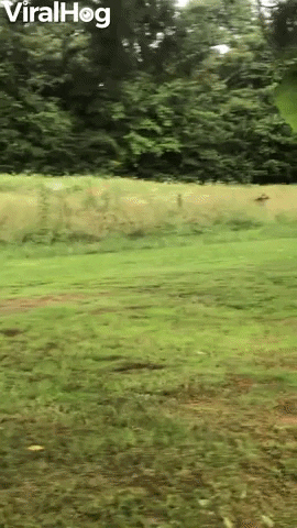 Wild Deer And Doggy Play Friendly Game Of Tag GIF by ViralHog