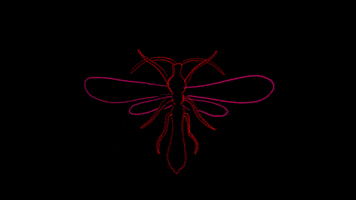 metteileneholmriis morph anim dragonfly GIF