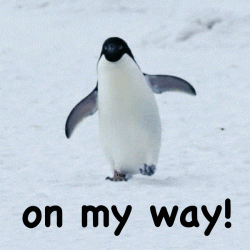 cute penguins gif