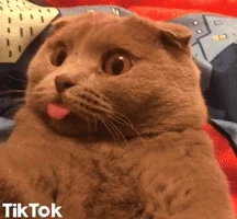 Shocked Cat Tongue GIF by TikTok