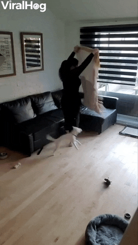 Dog Makes Doing Chores Difficult GIF by ViralHog