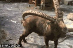 ram standing GIF by Cheezburger