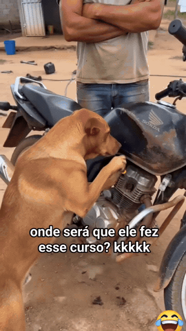 Dog GIF