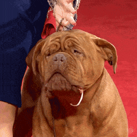 Hungry Dog Show GIF by American Kennel Club