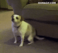 funny dancing dog gifs