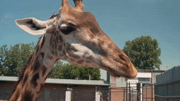 Giraffe GIF by The Toledo Zoo