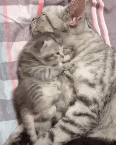 Cats GIF