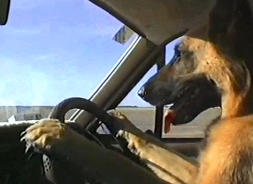dog driving GIF