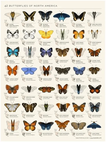 butterflies GIF