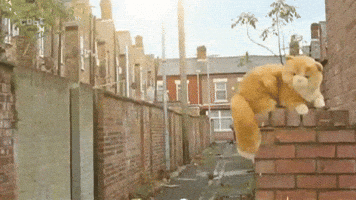 Cat GIF
