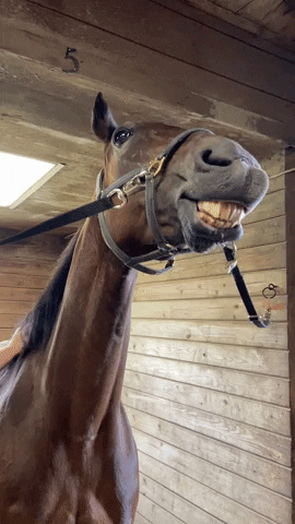 Horse Unicorn GIF by New Vocations Racehorse Adoption Program